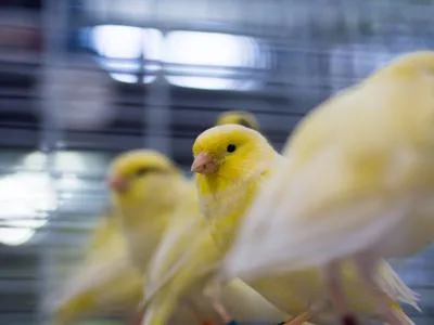Canaris visibles dans la galerie historique